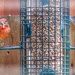 Mr and Mrs Finch at the “Squirrel Buster” feeder by louannwarren