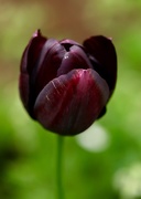 8th May 2018 - Black tulip