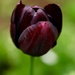 Black tulip by orchid99