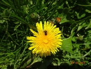 8th May 2018 - hover fly in dandelion