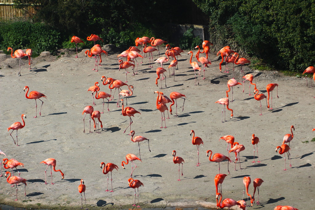 Caribbean Flamingoes by davemockford