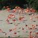 Caribbean Flamingoes by davemockford