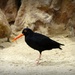  Sooty Oyster Catcher by judithdeacon