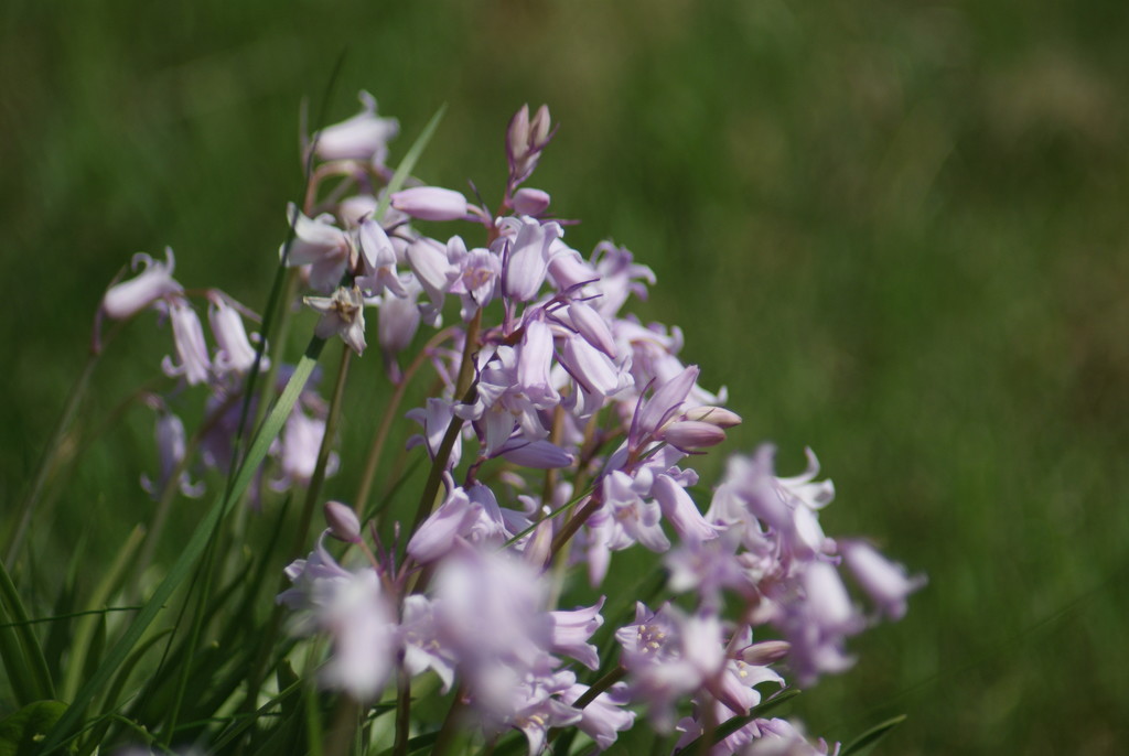 Blue (pink) bells by 365projectmaxine