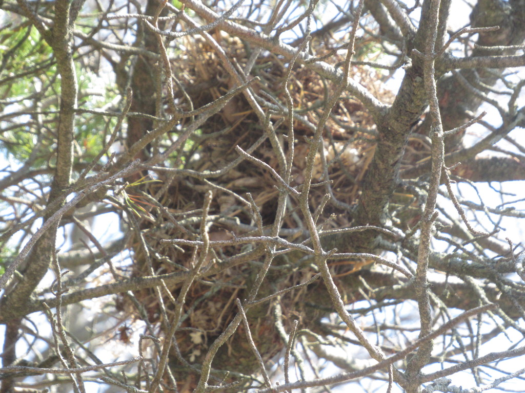 Bird nest high-rise by bruni
