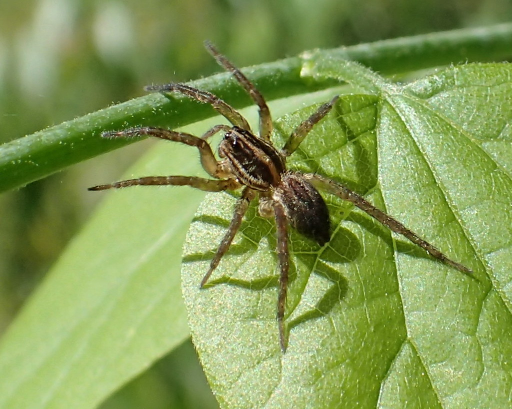 Grass Spider by cjwhite