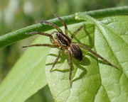 8th May 2018 - Grass Spider