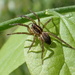 Grass Spider by cjwhite
