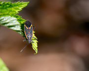 8th May 2018 - Boxelder Bug (Boisea trivittata).