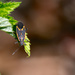Boxelder Bug (Boisea trivittata). by rminer
