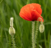 8th May 2018 - Poppy Time again
