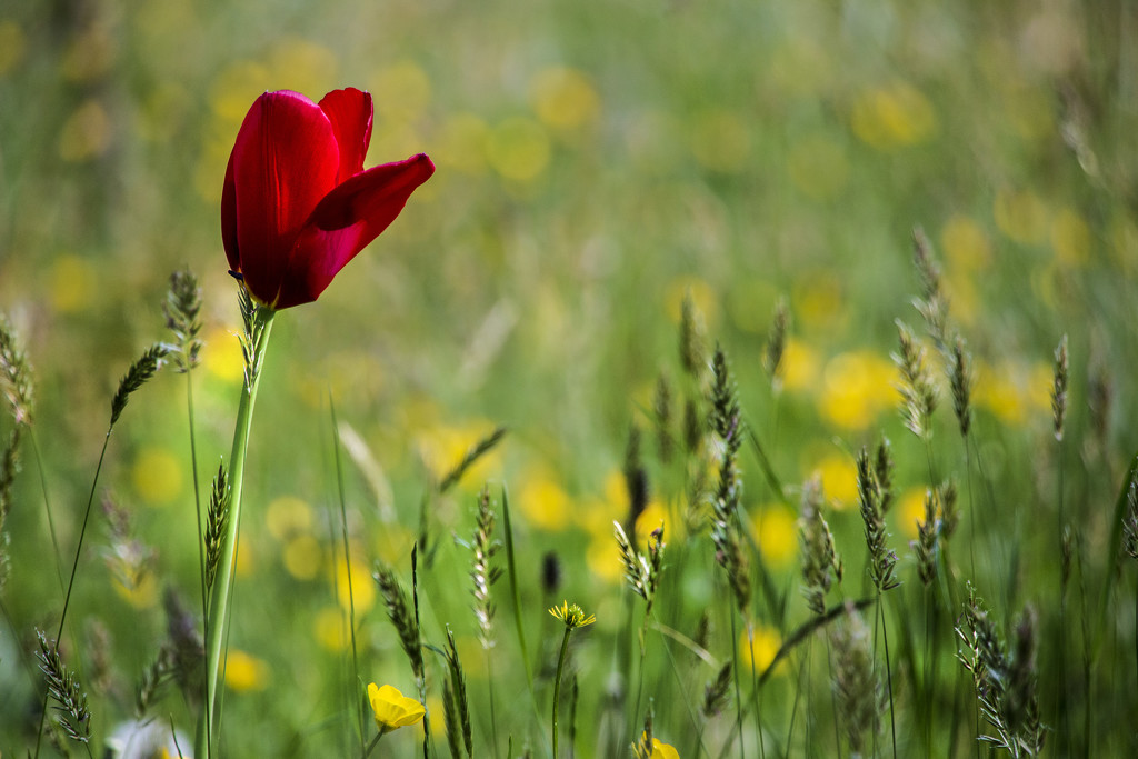 Red in the Meadow by megpicatilly