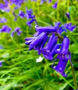 8th May 2018 - Bluebells 
