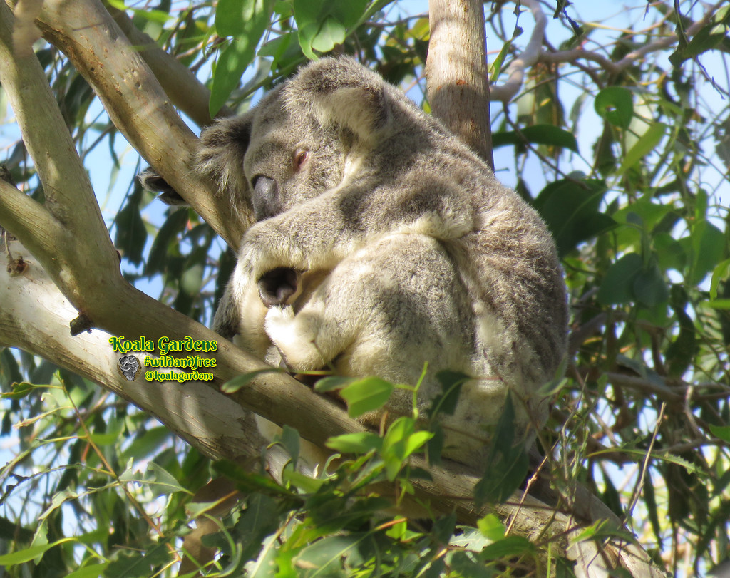holding close by koalagardens