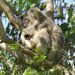 holding close by koalagardens