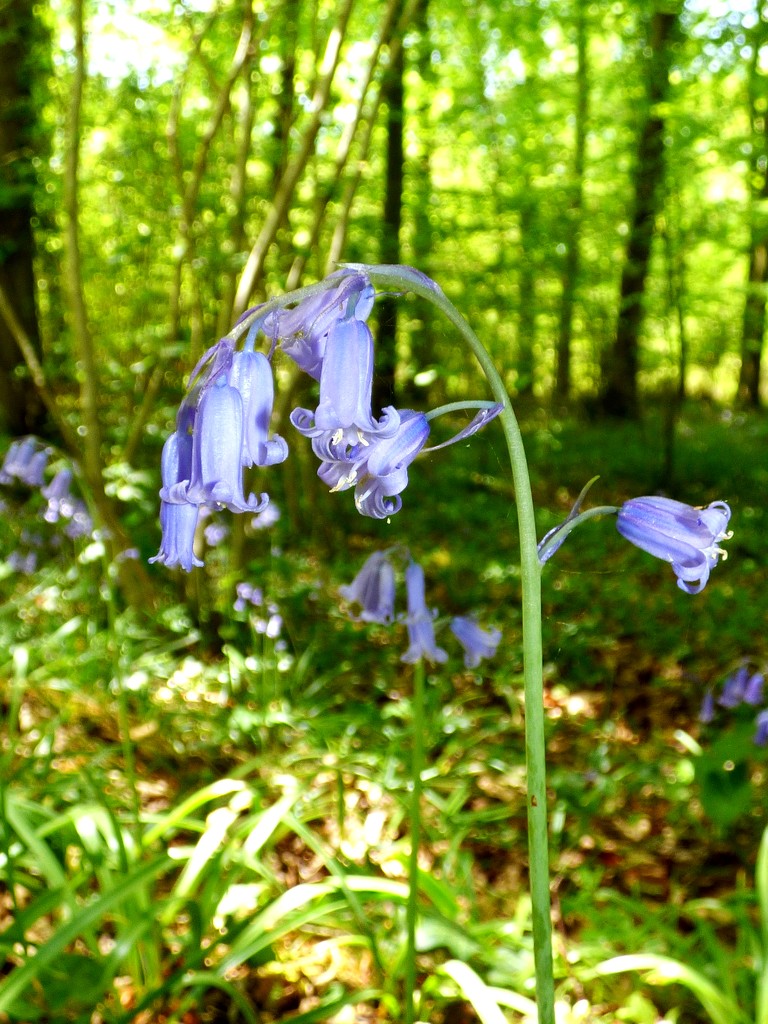 English Bluebells by julienne1