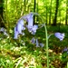 English Bluebells by julienne1