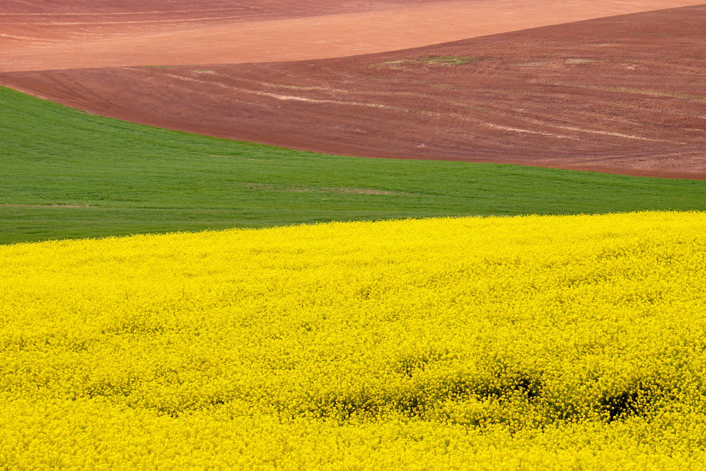 Turnip Field Yellow by granagringa
