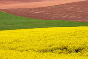 6th May 2018 - Turnip Field Yellow
