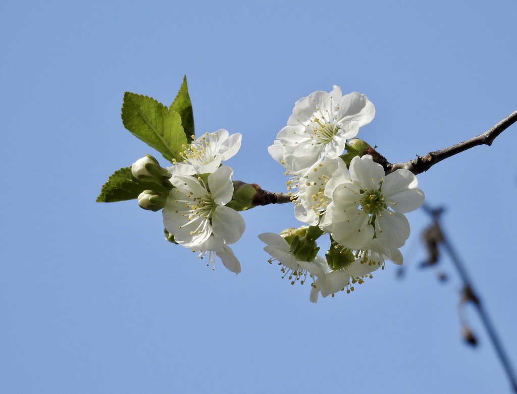 Cherry blossom by amyk