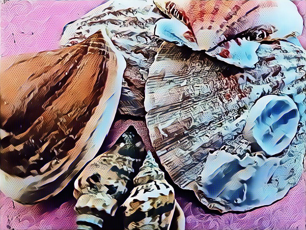 Sea Shells by the Seashore by photogypsy