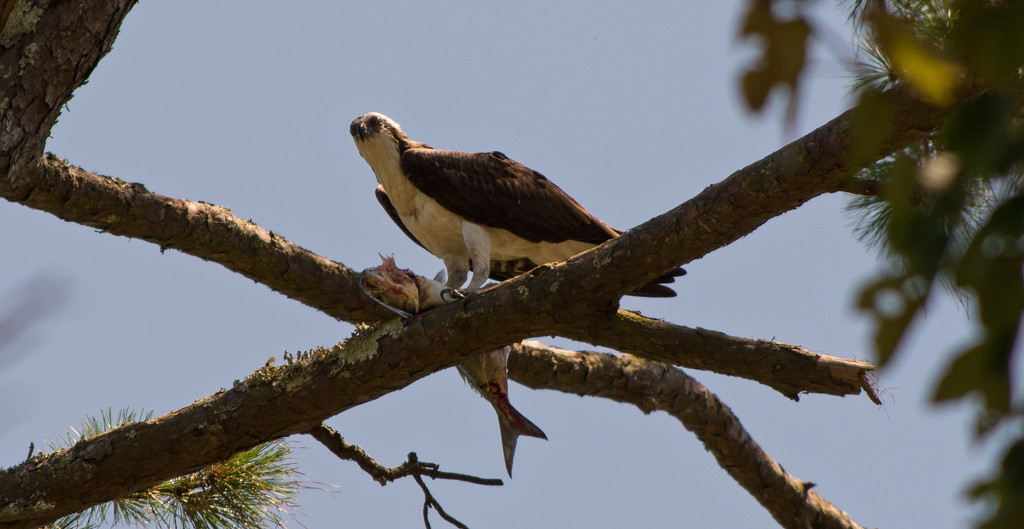 Osprey Having Lunch at the Golf Tournament! by rickster549