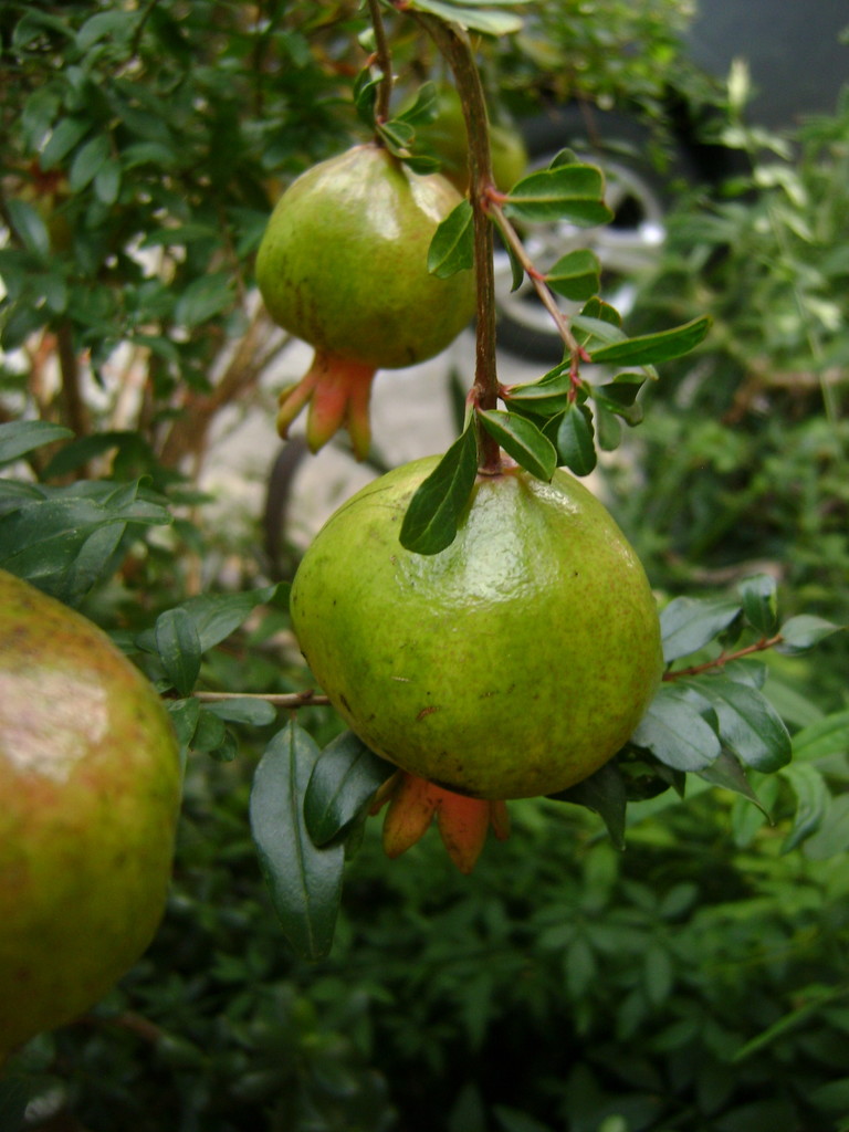 Pomegranates by marguerita