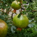 Pomegranates by marguerita