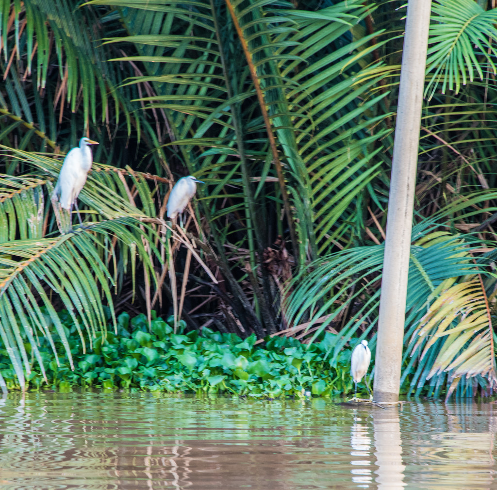 Egrets fishing in the mangroves by ianjb21