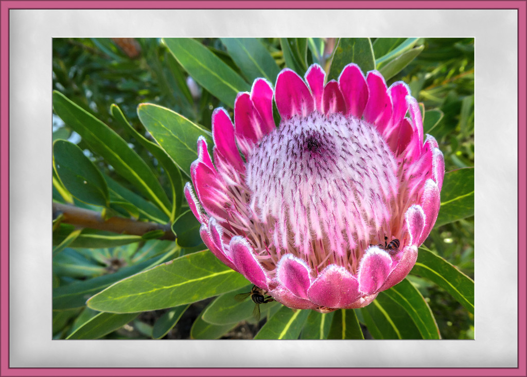 Protea with visitors. by ludwigsdiana