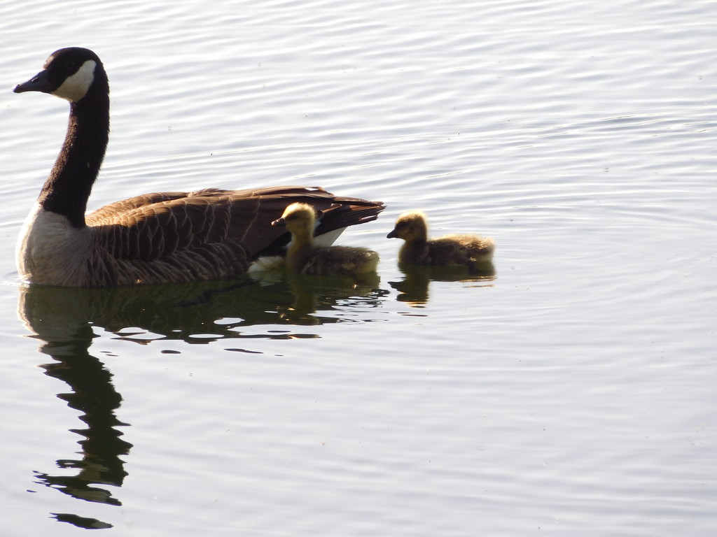  Mum and goslings by 365anne