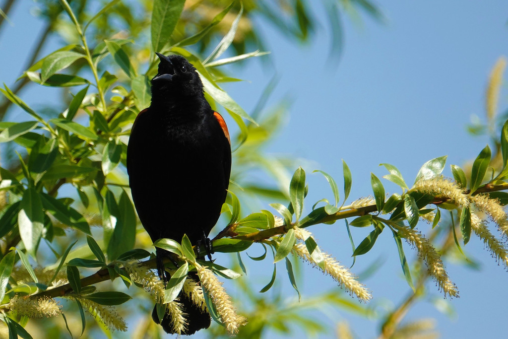 Singing Red Winged Black Bird by seattlite