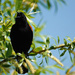 Singing Red Winged Black Bird by seattlite