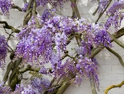 9th May 2018 - Wisteria