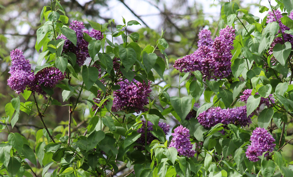 More lilacs by mittens