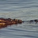  alligator country by dmdfday