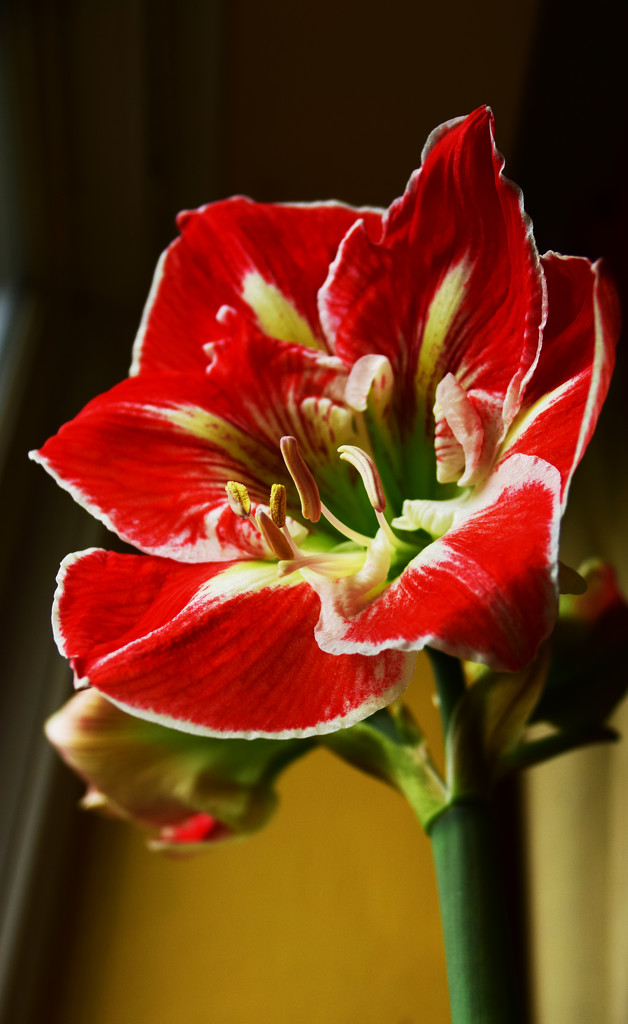 amaryllis blooms again by ianmetcalfe