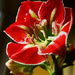 amaryllis blooms again by ianmetcalfe