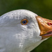 Percy The Goose. by tonygig