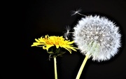 9th May 2018 - Life of a Dandelion