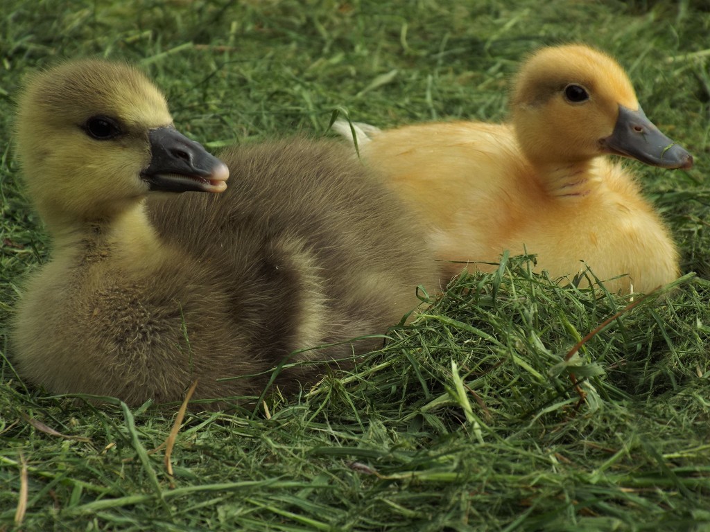 Goosey goosey duckling by suzanne234