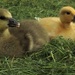 Goosey goosey duckling by suzanne234