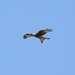  Red Kite at Nant yr Arian  by susiemc