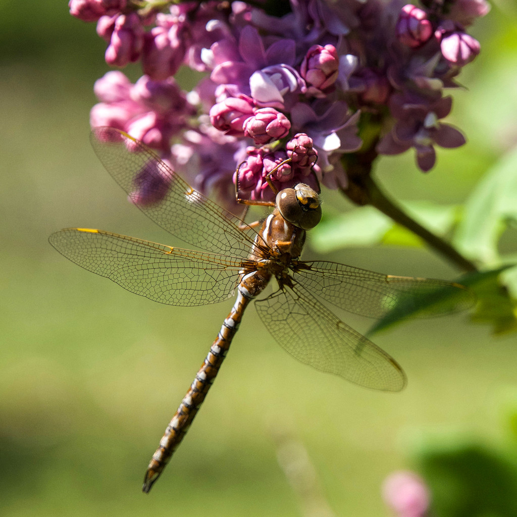 First Dragonfly of the season by berelaxed
