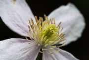 9th May 2018 - Clematis