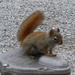Pine squirrel by bruni