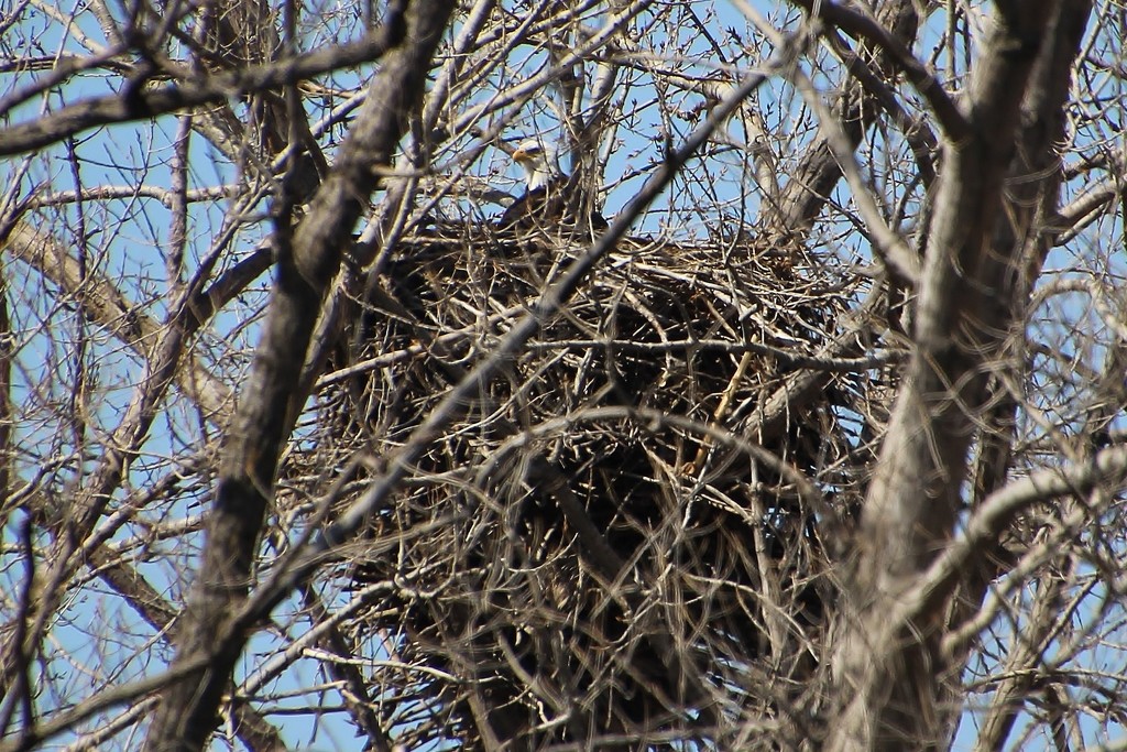 Bald Eagle On Nest by bjchipman