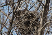 22nd Apr 2018 - Bald Eagle On Nest