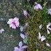 Blossom Litter by 30pics4jackiesdiamond