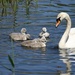 Swan and Cygnets by bizziebeeme